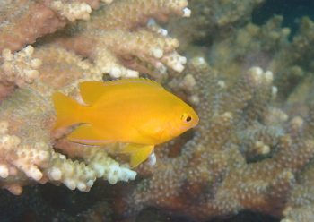 ネッタイスズメダイ