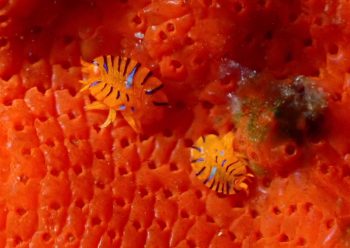 ホムラスベヨコエビ