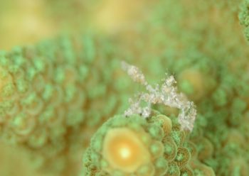 オラウータンクラブ