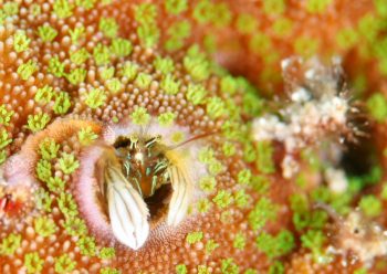 カンザシヤドカリ