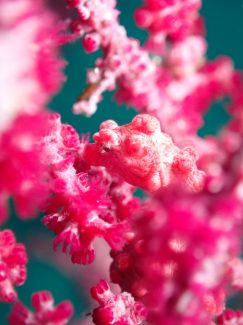 ピグミーシーホース