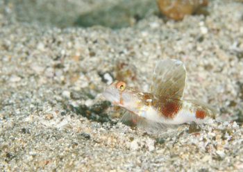 ホタテツノハゼ属の１種