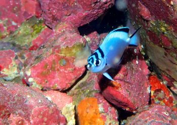 ヒレナガヤッコ