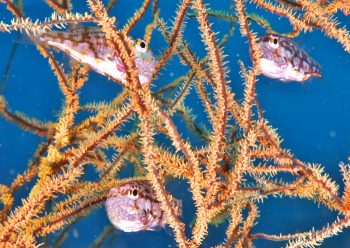 イナズマヒカリイシモチ