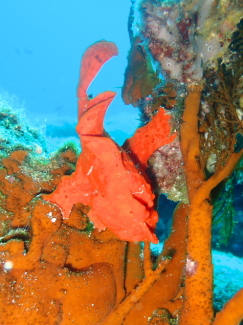 イロカエルアンコウ