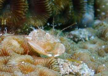 サンゴヒメエビ