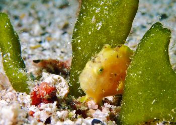 ベニカエルアンコウ