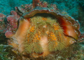 コガネオニヤドカリ