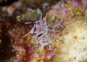 トゲツノメエビ