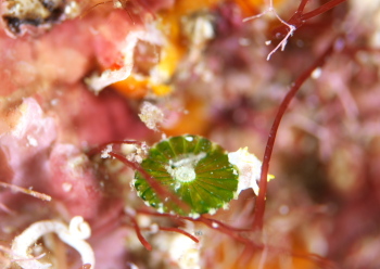 コトヒメウミウシ