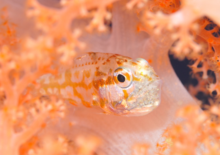 イナズマヒカリイシモチ(口内保育)