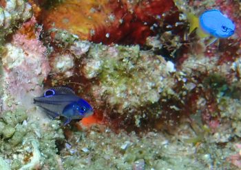 ナガサキスズメダイ