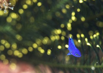 ナガサキスズメダイ