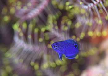 ナガサキスズメダイ