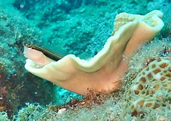 ヒトスジギンポ