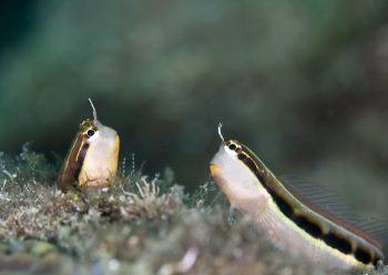 ヒトスジギンポ