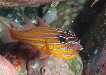 キンセンイシモチ