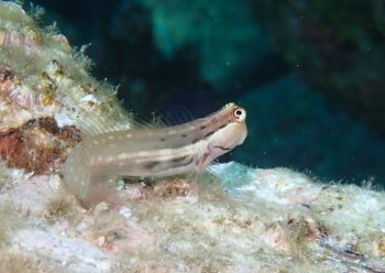 イシガキカエルウオ