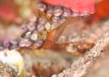 イレズミハゼ属の一種