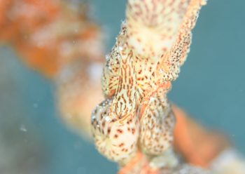 アヤトリカクレエビ