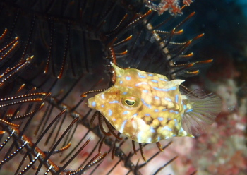 シマウミスズメ