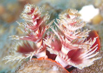 イバラカンザシとコペポーダ