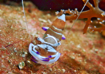 オドリカクレエビ