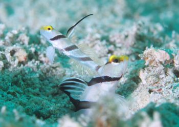 ヒレナガネジリンボウ