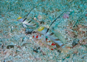 ヒレナガネジリンボウ