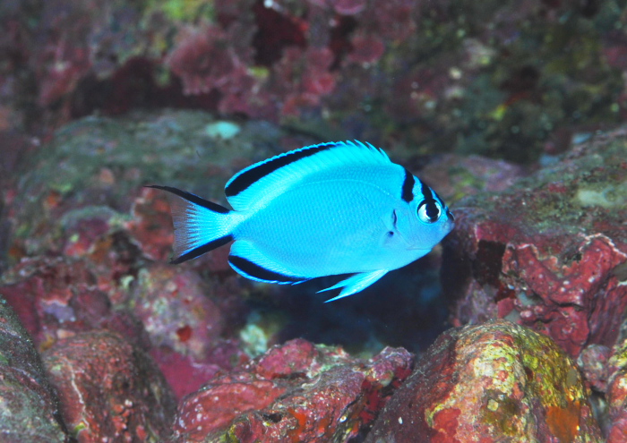 ヒレナガヤッコ(幼魚)