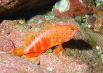 オシャレハナダイ