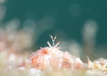 ネジレヤドカリ属の一種