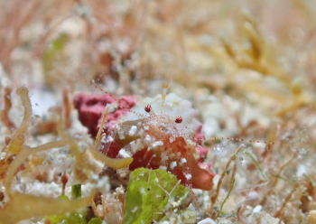 ネジレヤドカリ属の一種