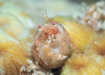 ネジレヤドカリ属の一種