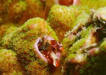 ニシキカンザシヤドカリ