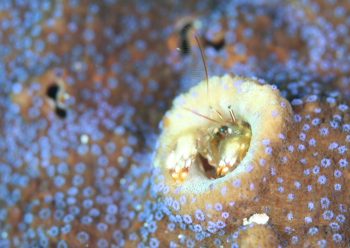 ニシキカンザシヤドカリ