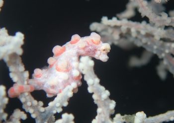 ピグミーシーホース