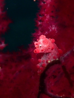 ピグミーシーホース