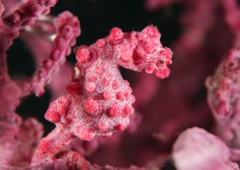 ピグミーシーホース