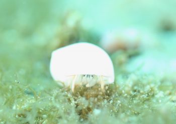 ウスイロサンゴヤドカリ