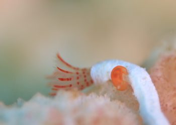 オカダウミウシ