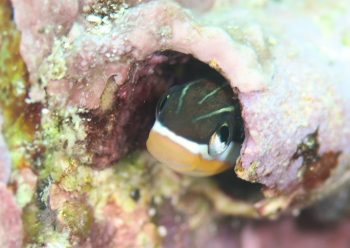 テンクロスジギンポ