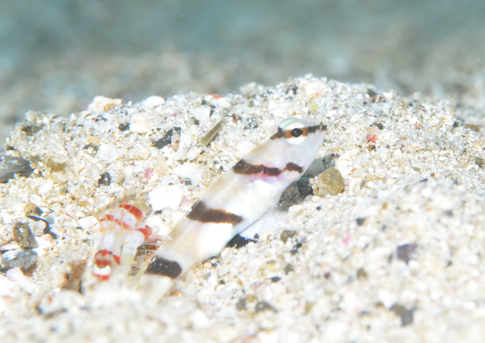 キツネメネジリンボウ