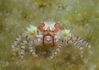 キンチャクガニ