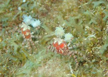 キンチャクガニ