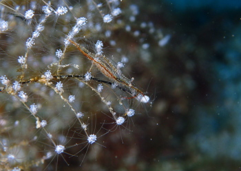 カゲロウカクレエビ