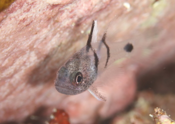 ミスジアカヒレイシモチ