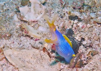 ハナヒゲウツボ