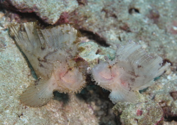 ハダカハオコゼ