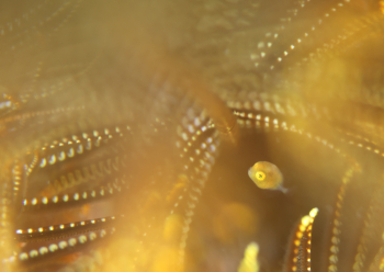 アオサハギ幼魚（タマシイ）